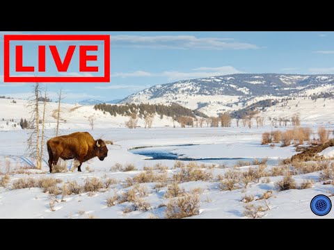 Titel: Live Yellowstone National Park