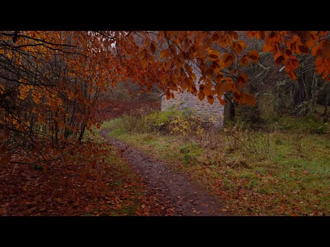 Scotland in Autumn, Walk in the Hermitage | Light Rain with Binaural Audio