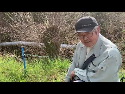 イノシシ、イノシシ、庭、臭いを追い払うのに最適な忌避剤は何ですか、光の騒音、アステストラップ