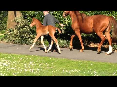 H v. Edward-Londonderry