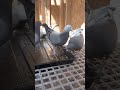 Young bird 2021 WTCM afternoon feeding