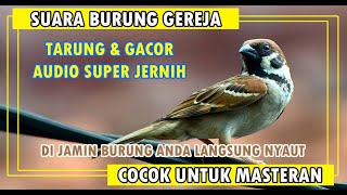 Download lagu Suara Burung Gereja Tarung Cocok Untuk Masteran Durasi Terpanjang 4 Jam Nonstop mp3
