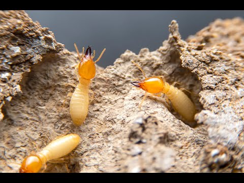 Signs That You Have Termites