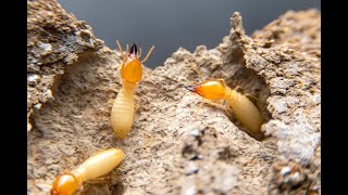 Signs That You Have Termites