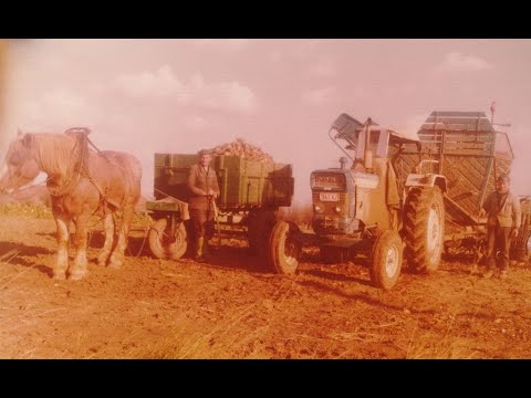 Loonw. Patfoort - Alveringem - Eicher - Stoll - Ford 5000 - Schmotzer
