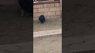 Pot Belly Pig Animals Videos