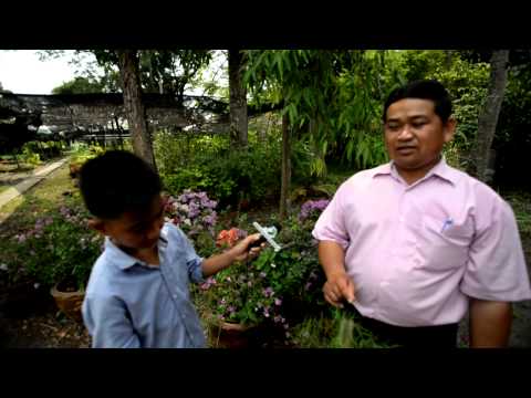 รากสามสิบ