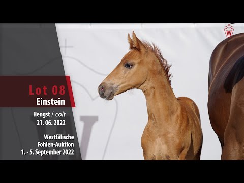 Fohlen-Auktion Lot 08 Einstein Hengst v. Escolar - Fürst Jazz