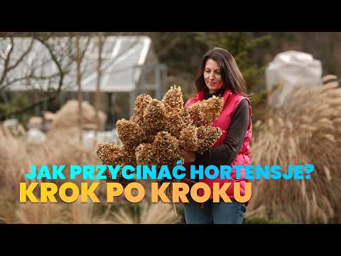 ✂️ How to prune hydrangeas to ensure they have stiff stems and large flowers?