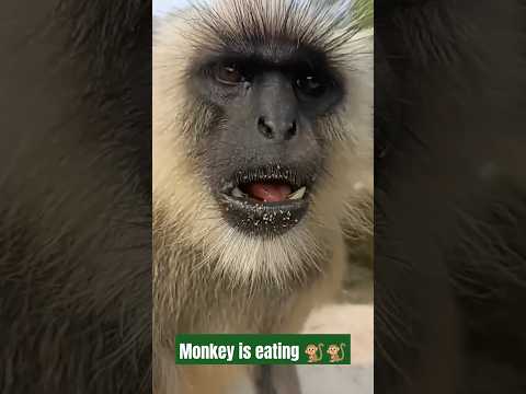 Longur monkey Eating Video🐒🐒// #shorts #ytshorts #monkey