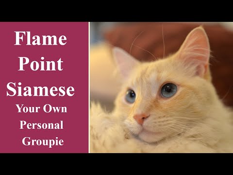 Flame Point Siamese   Your Own Personal Groupie
