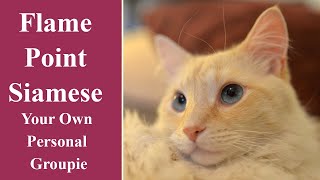 Flame Point Siamese   Your Own Personal Groupie