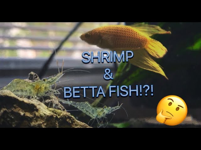 ADDING SHRIMP TO BETTA FISH TANK!?!!