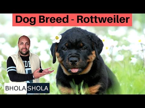 Know About Rottweiler | Puppy | Good for Family | Safe for Kids?  Bhola Shola | Grewal