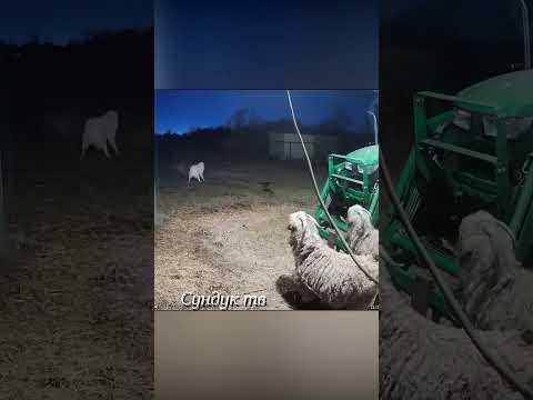 Кангал не пускает волков к овцам.