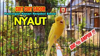 Download lagu KENARI GACOR CUIT CUIT AMPUH cocok untuk PANCINGAN KENARI PAUD bikin BURUNG KENARI JEBOL EMOSI mp3