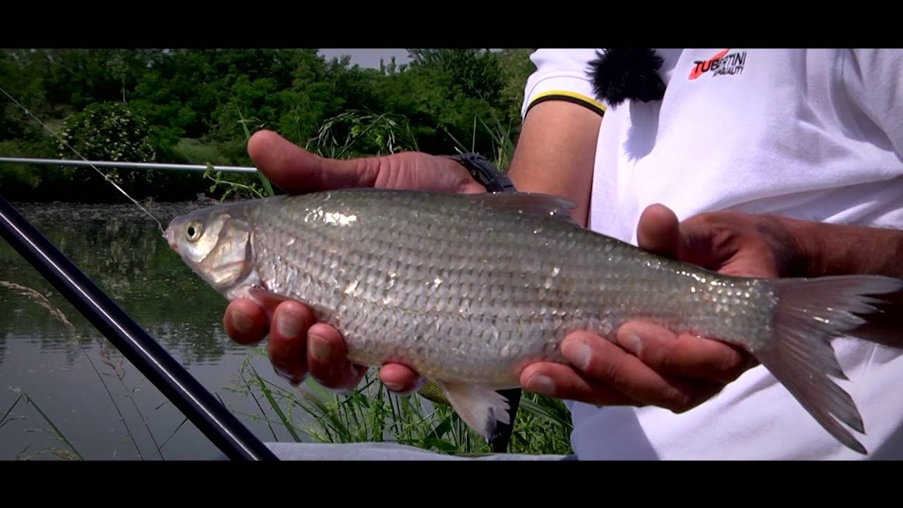 Italian Fishing TV - Tubertini - Le Savette del Gambara