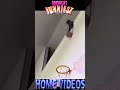 Cat Shoots Hoops Afv Afvfunnyvideos