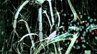 Estres e Hipocampo - Mercedes Ullod