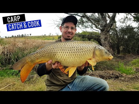 How to Catch CARP quick !!