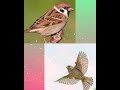 Chittu Chittu Kuruviku VBS Tamil Song