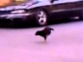 Perro Dominicano Caminando En Dos Patas