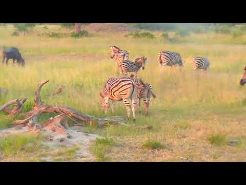 Djuma: Zebras and Wildebeests with young ones - 05:43 - 02/12/19