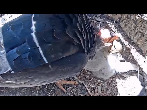Big Sur Condors Day#24🐥Hungry #1031 Scoots Around, Flaps Wings&Grunts, Soliciting Food 🙃2020-05-18