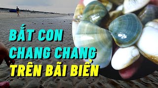 preview picture of video 'Buổi Sáng Xuống Biển Bắt Chang Chang || Cách Bắt Chang Chang Ở Biển'