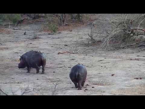 Djuma: Hippos leaving the pan after dawn - 05:31 - 10/05/19