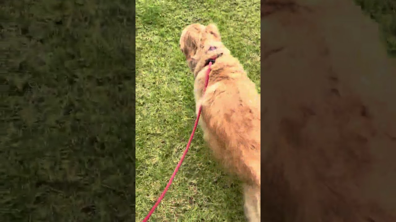 Enlarge Parker Rose, a ADOPTABLE Golden Retriever in Los Angeles, CA video 2/6
