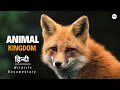 New Animal Kingdom हिन्दी डॉक्यूमेंट्री Wildlife Documentary I
