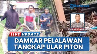 Empat Burung Merpati Dimangsa Ular Piton Sepanjang 3 Meter, Damkar Pelalawan Riau Turun Tangan!