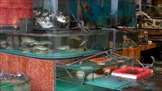 preview picture of video 'Live Fish and Seafood Restaurants in Sai Kung, Hong Kong. Part 2'