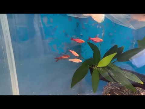 Setting up an Aquael Leddy aquarium