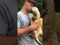 Epic Fail! Man Tries Kissing an Alligator Snapping Turtle😳🐢 Gets Instant Karma #animals #shorts