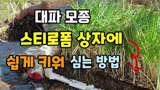 대파모종 스티로폼상자에 쉽게 키워 심는방법 대파심는시기 더 추워지기전 11월 초중순까지 심어요 토종대파구조파