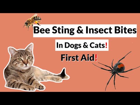 Insect Stings in Dogs & Cats: First Aid.