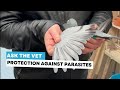 Ask the vet 14: how to protect pigeons against parasites