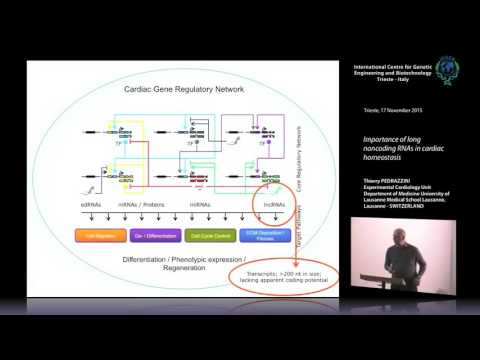 T. Pedrazzini - Importance of long noncoding RNAs in cardiac homeostasis
