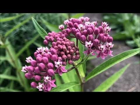 Swamp Milkweed, it is not just for swamps!