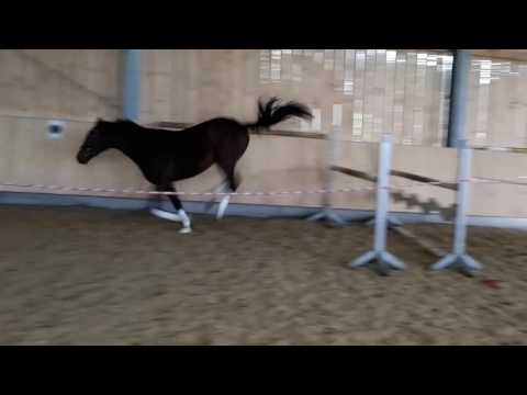 3-jähriger Wallach V.: Ituango Freispringen