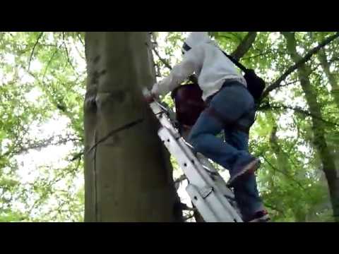 Bienen-Dialoge mit Roland Sachs: 2 Zeidelbäume mit 2 Zeidelvölkern samt Meßstationen - Juli 2018