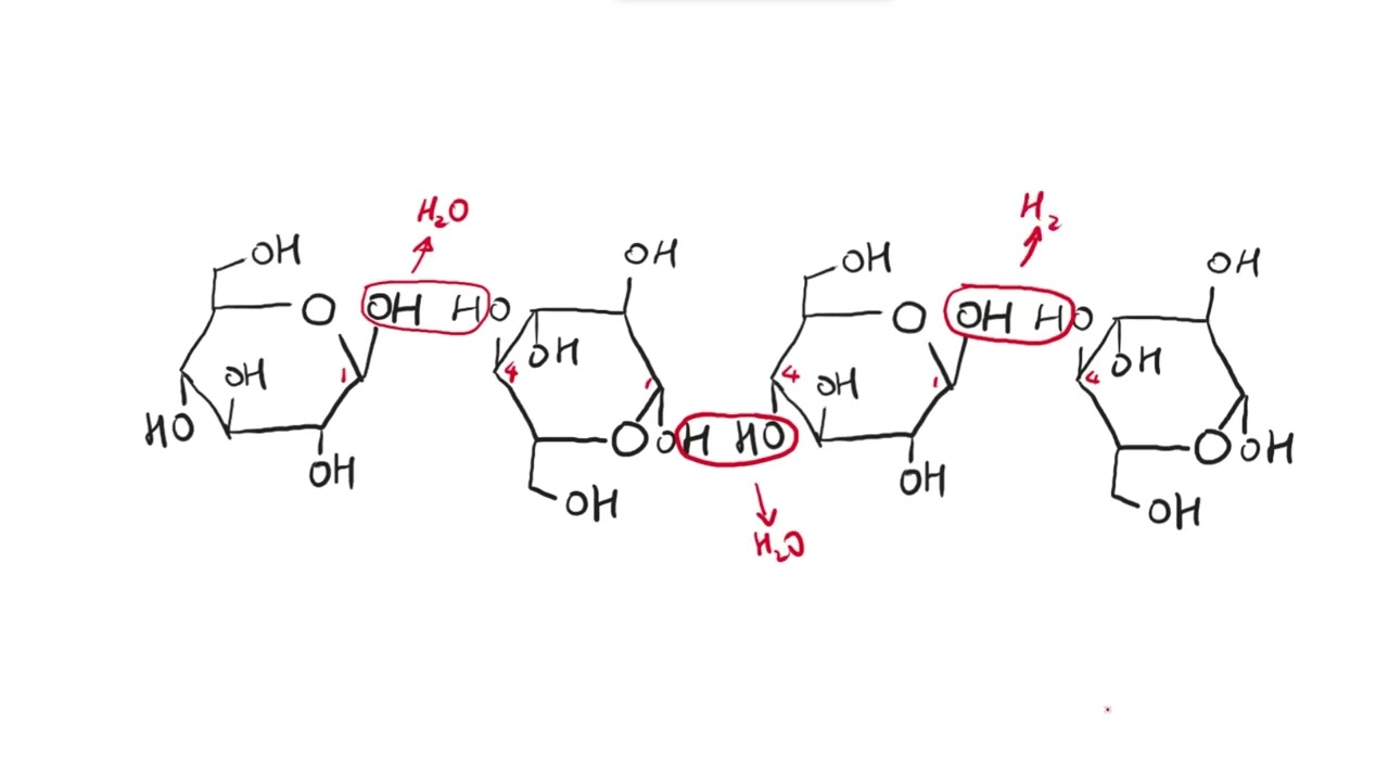 AS Biology - Celllulose structure (OCR A Chapter 3.3)