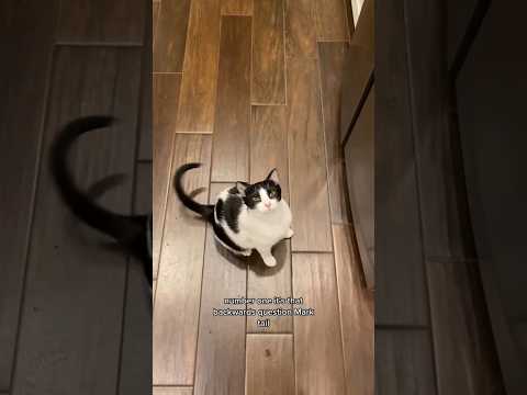 Signs that your cat is happy!😺 #cats #happycats #happy