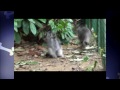 El Manul o Gato de Pallas - Raza de Gato El Manul o Gato de Pallas - Raza de Gato