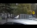 Seagull Eats Pizza Gaviota Come Pizza Möwe Isst Pizza