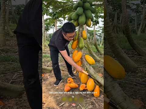 Why Farmers Cut Down Healthy Papaya Trees on Purpose? #facts