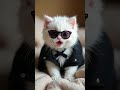 White Cat Meows In Tux Glasses CatShorts
