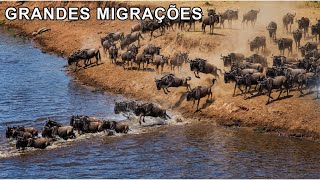 Wild Migrations: The Secret Routes in Search of Survival